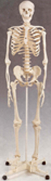 Fibre glass Human Skeleton