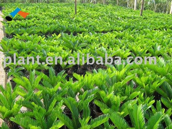 cheap and excellent quality bonsai, palm, cycas, bamboo and so on