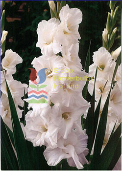 Gladiolus Flower BUlbs