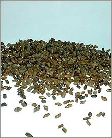 CASSIA TOREA SEMEN SEEDS