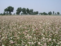 buckwheat ( buckwheat, buckwheat hulls, buckwheat kernel, buckwh