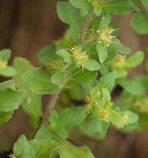 Acanthospermum hispidum DC. Family:ASTERACEAE