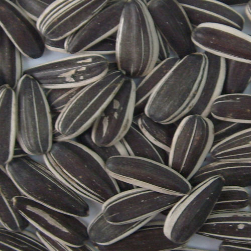 Sunflower Seeds and Pumpkin Seeds