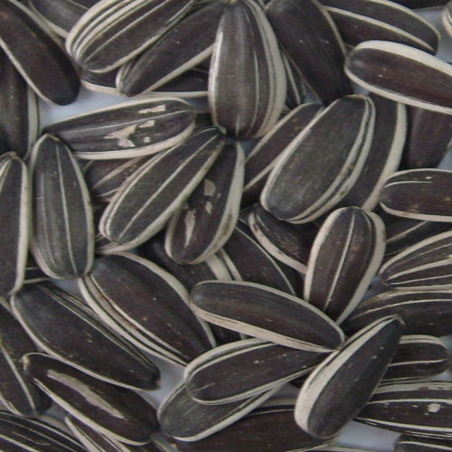 chinese sunflower seed