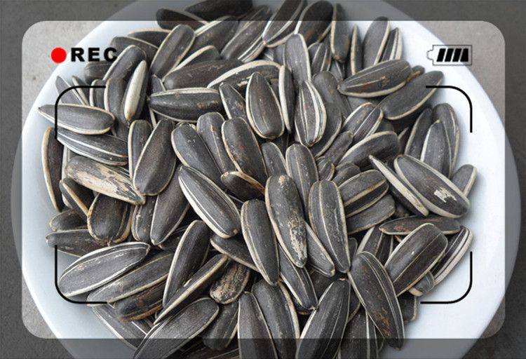 Raw Sunflower Seeds size 22/64 24/64