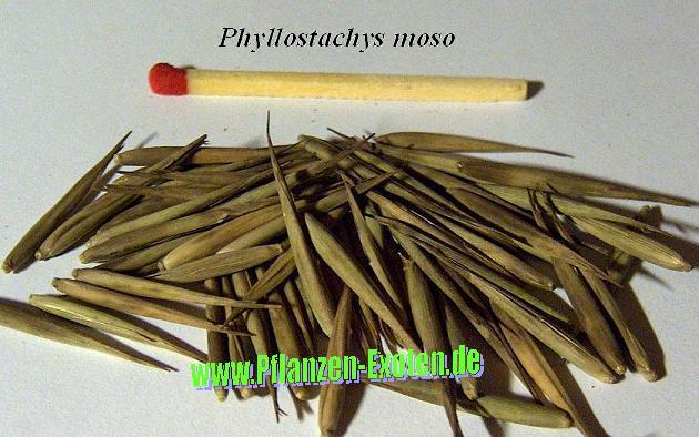 Phyllostachys moso - Bamboo seeds - hardy