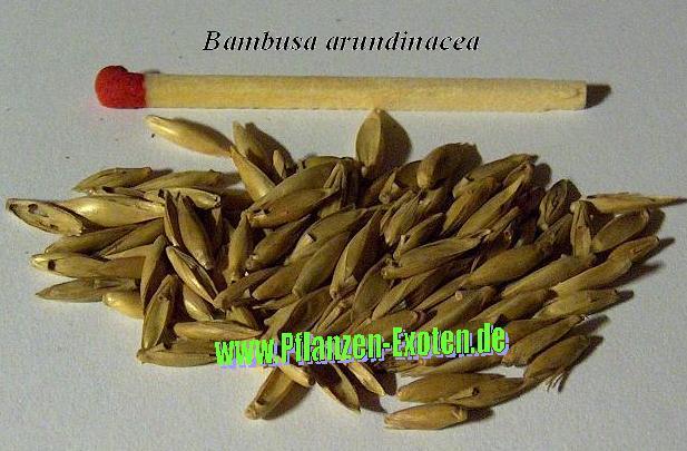 Bambusa bambos / arundinacea - Bamboo seeds - Giant Bamboo