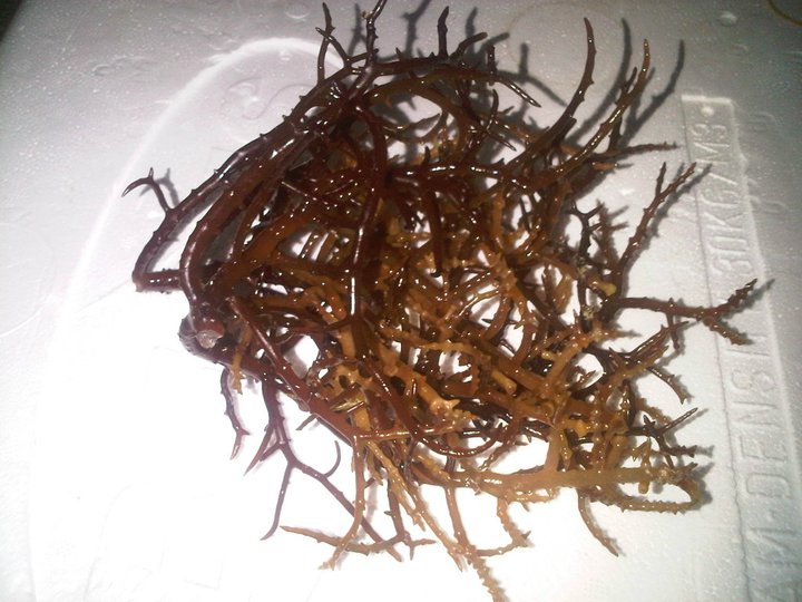 spinosum seaweed, Eucheuma Spinosum (dried)