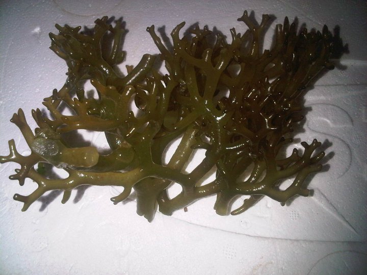 kab-kab seaweed, Kappaphycus striatus, Eucheuma striatum
