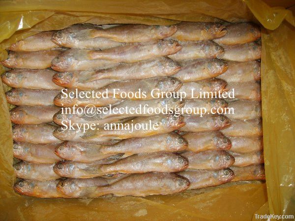 Frozen Yellow Croaker Fish