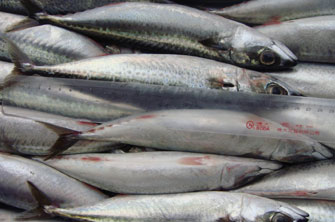 mackerel whole round