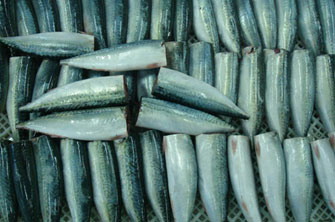 mackerel HGT