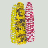 color corn