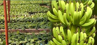 Tissue Culture Banana