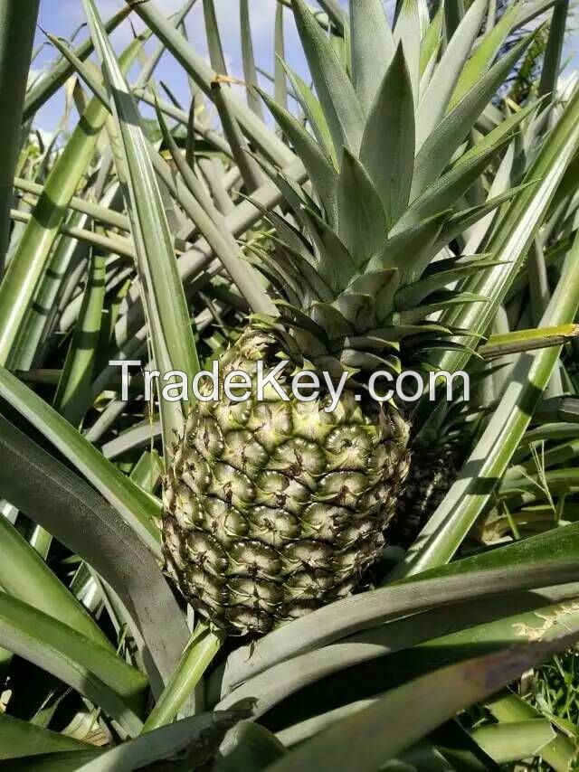 Pineapple 