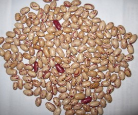 light speckled kidney bean(round shape)