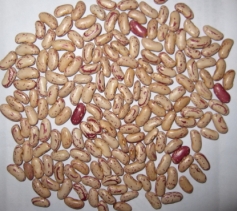 light speckled kidney bean(  long shape)