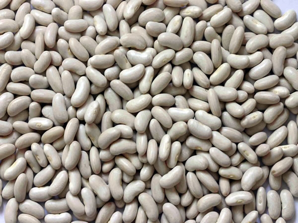 small white kidney bean