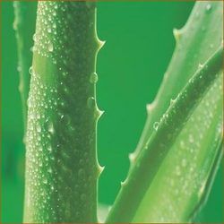 Aloe Vera Extract