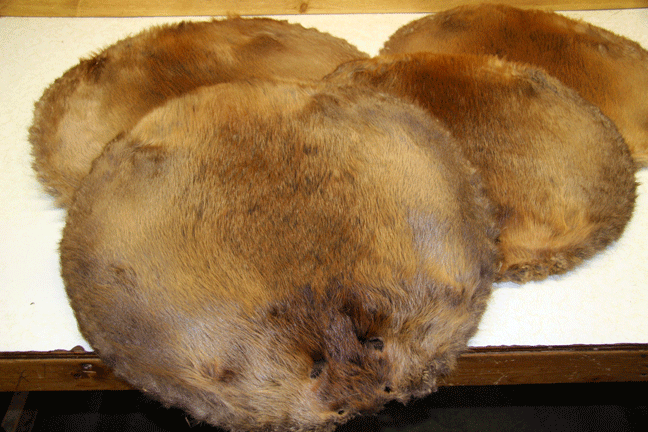 Raw Beaver Skin
