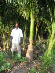 PALMS PLANTS, AND PALM SEEDS