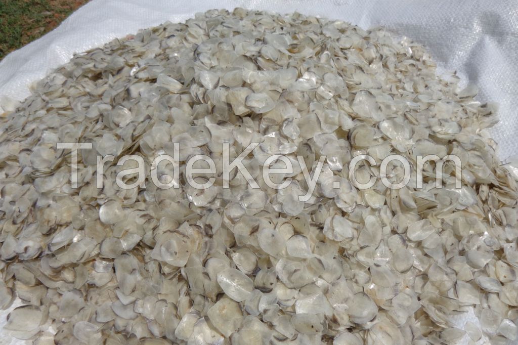 Sun Dry fish Scale