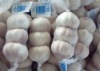 china normal white garlic