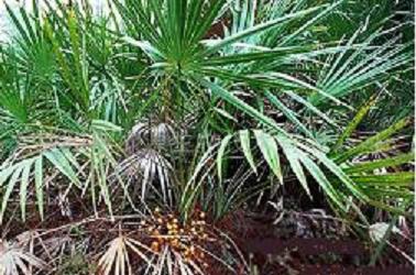 Sell Saw Palmetto Extract