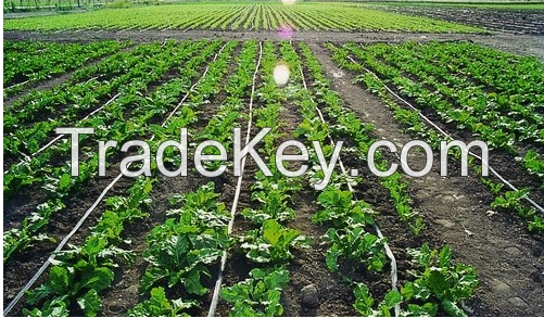 Drip Irrigation  Tape