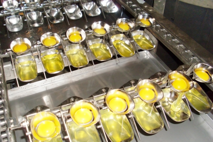 Egg Equipment  Egg Processing Machines Supplier