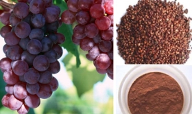 Grape Seed Extract 95% Procyanidine