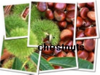 fresh chestnuts