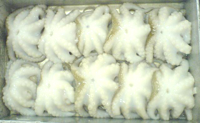 FROZEN BABY OCTOPUS SINGLE SKIN