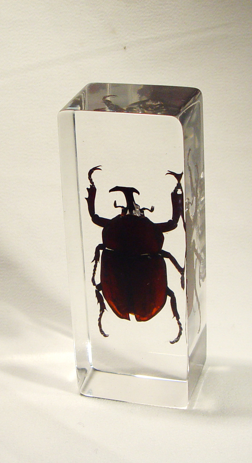 insect amber paperweight