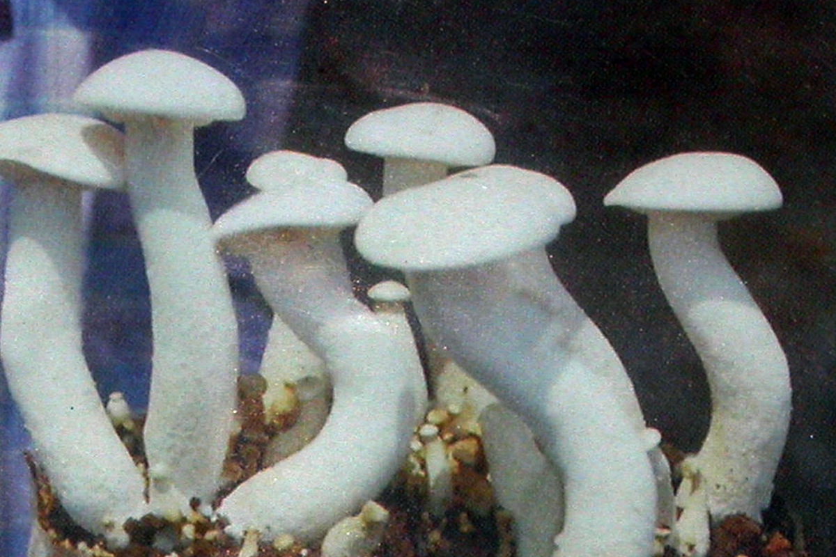 Fresh White Milky Mushrooms (Calocybe Indica) and fresh White Button M