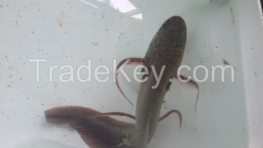 Rare East Africa Lung fish Protopterus amphibius