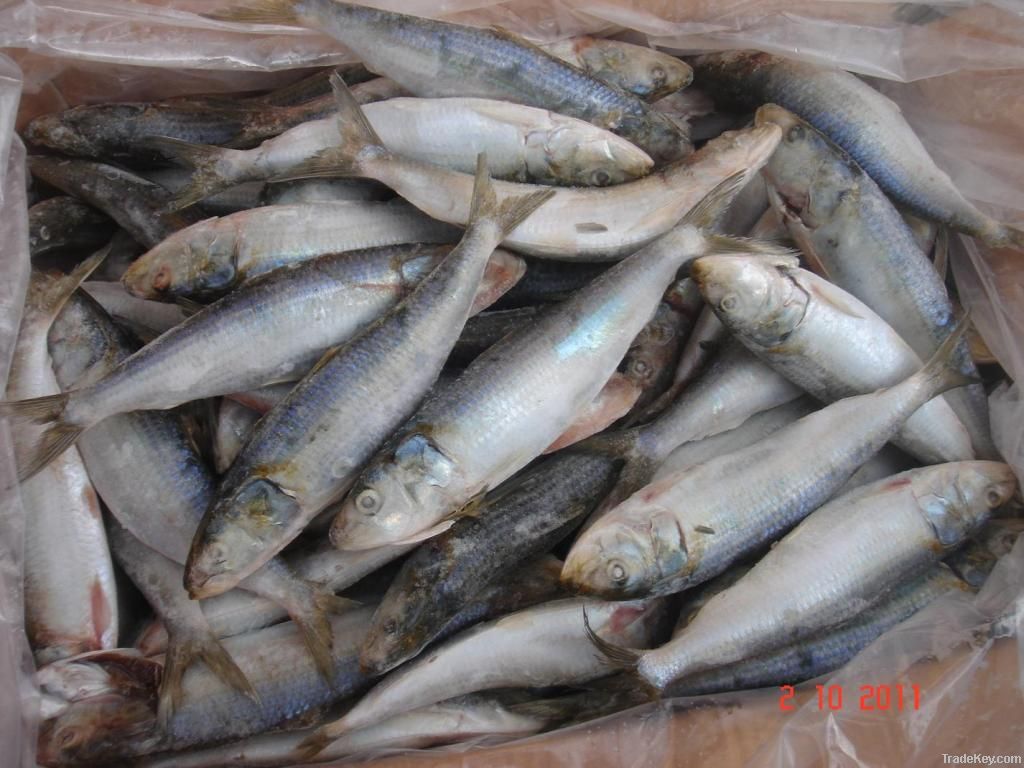 FROZEN SARDINE FISH (SARDINELLA LONGICEPS)