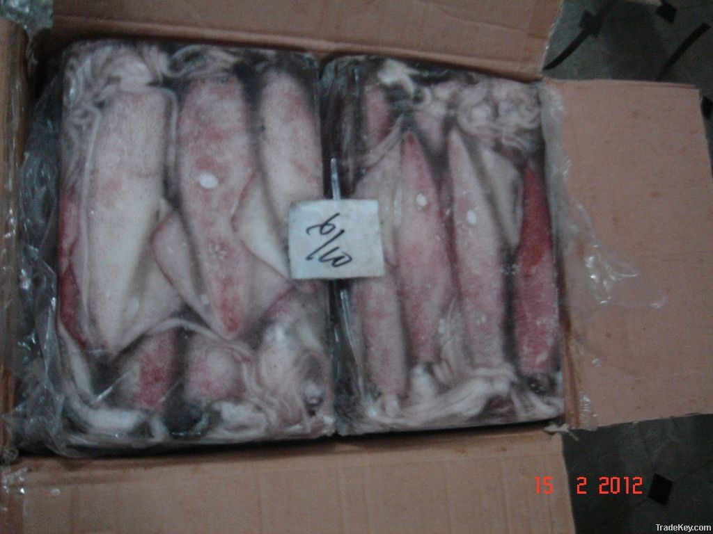 FROZEN SQUID (LOLIGO) WHOLE