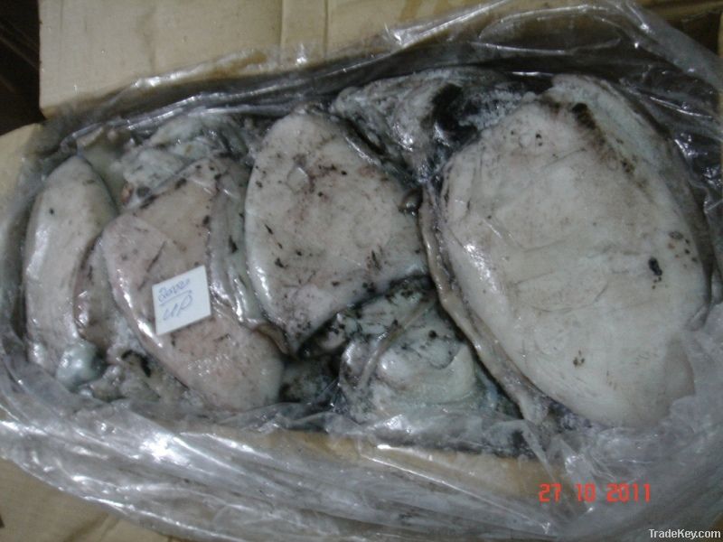 FROZEN CUTTLE FISH WHOLE