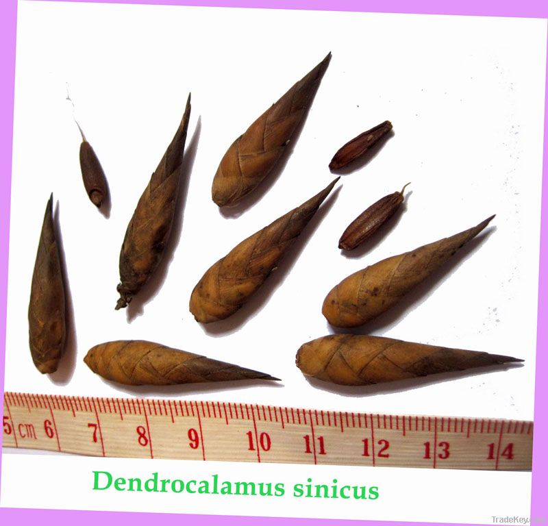 The largest bamboo - Dendrocalamus sinicus seeds