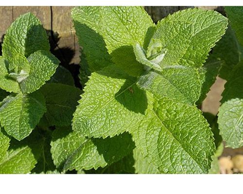 Herb Seeds - Spearmint, Garden Mint - Mentha Spicata