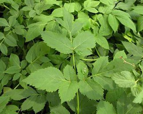 Herb Seeds - Angelica, Chinese Angelica - Angelica Sinensis