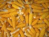  Maize | Maize Exporter | Corn Grain Seller | Maize Buyer | Bulk Maize Grain Importer | Corn bean Buyer | Corn bean Wholesaler | Corn Grain Manufacturer | Best Quality Corn Grain | Cheap Maize Supplier | Low Price Corn | Yellow Corn | White Cron | Baby Ma