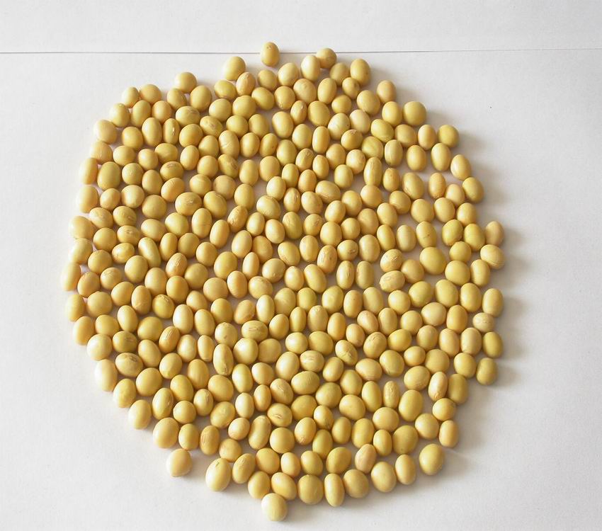 Sell Yellow Soybean