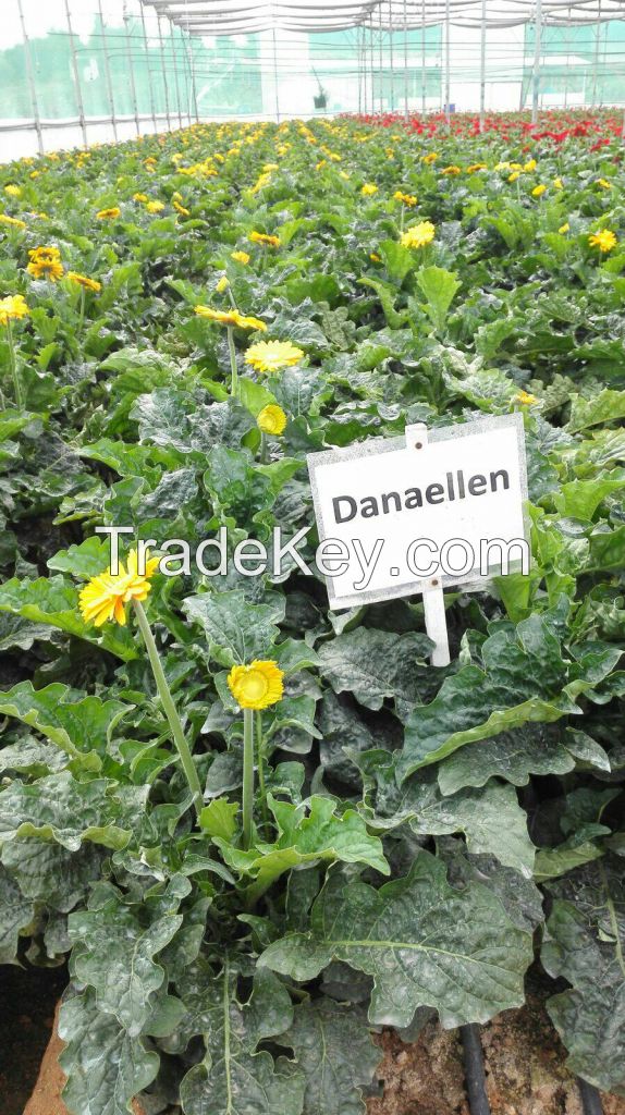 Gerbera Cut Flowers