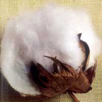 RAW COTTON