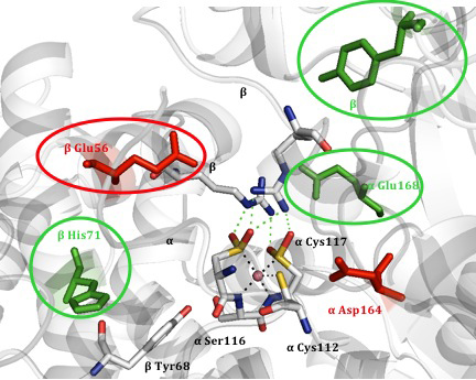 Acid and Nutral Cellulase