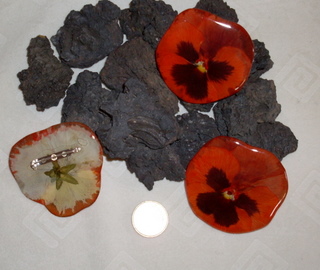 Brooches made of real pansies, diff. colors available.