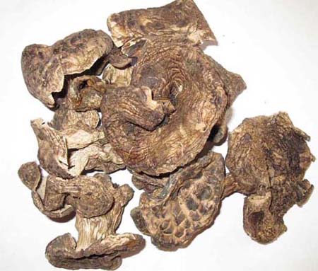 Dried Sarcodon Imbricatus