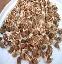 Moringa seeds & leaves
